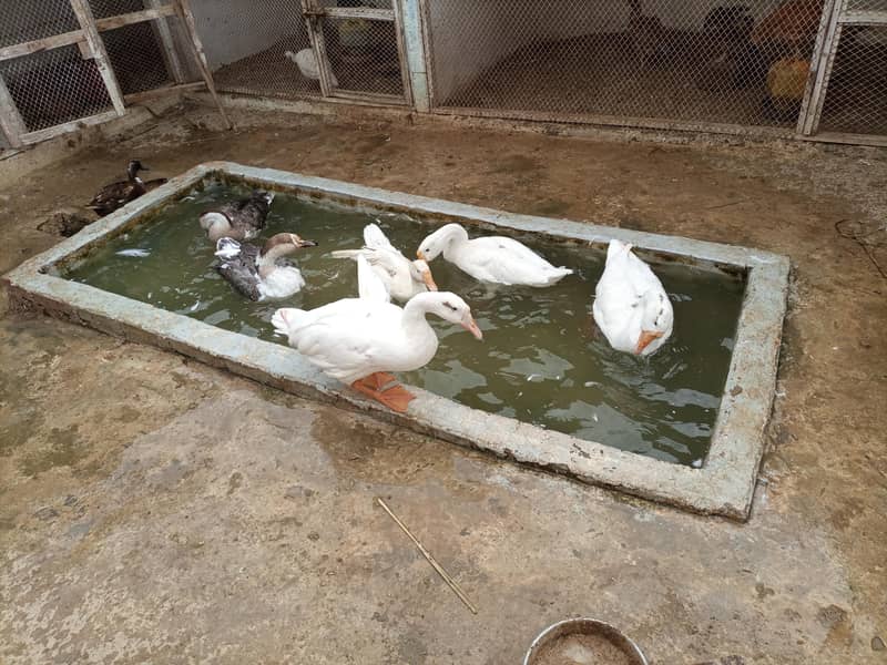 duck per 3