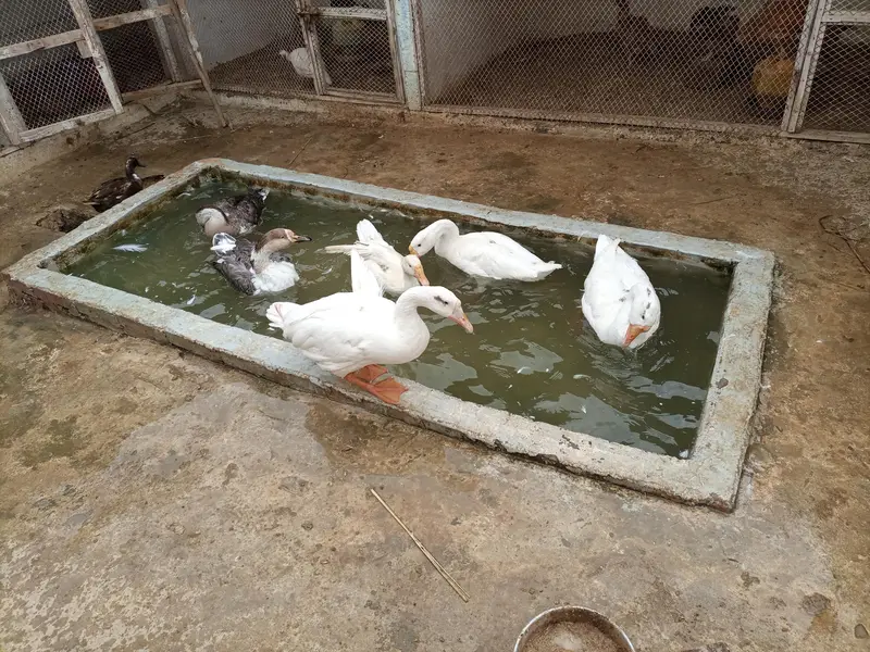 duck per — photo 4