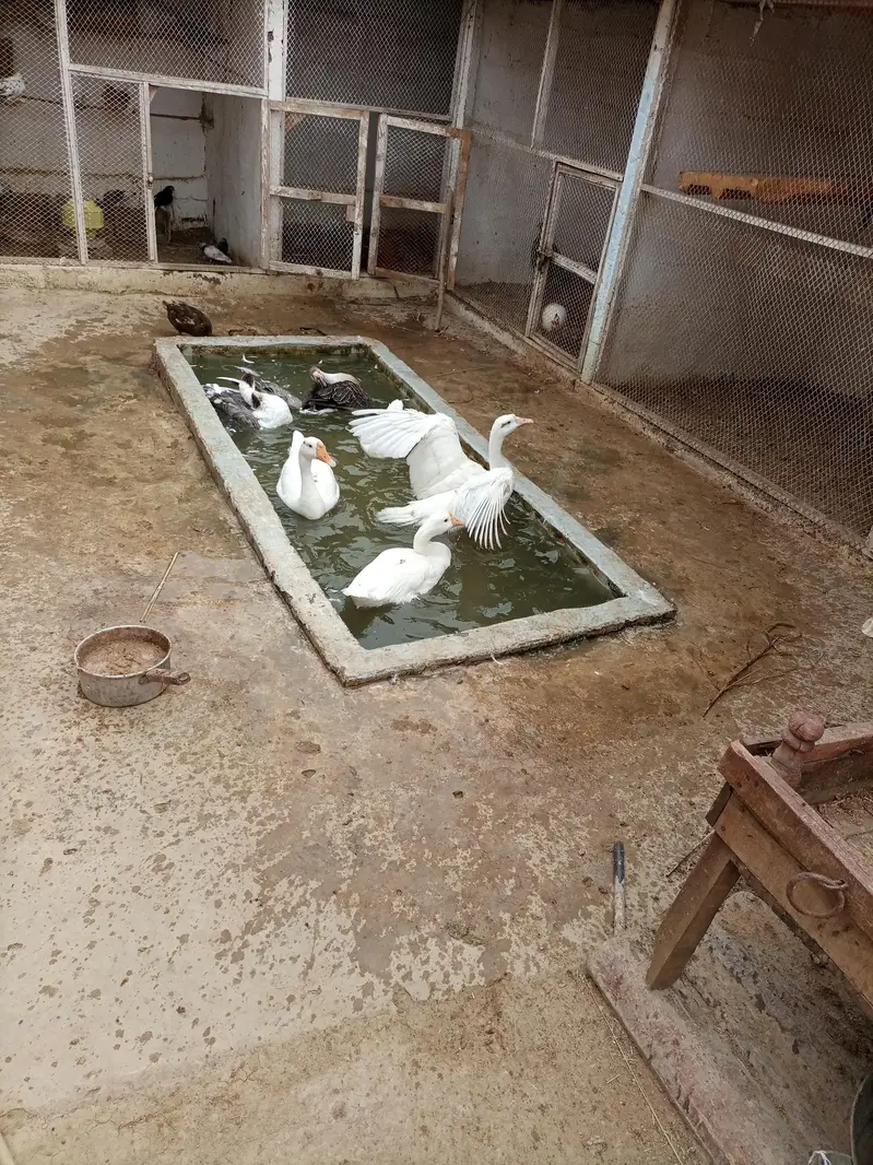 duck per — photo 5