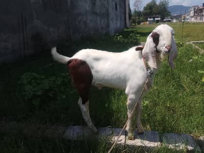 Desi Bakra for Sale