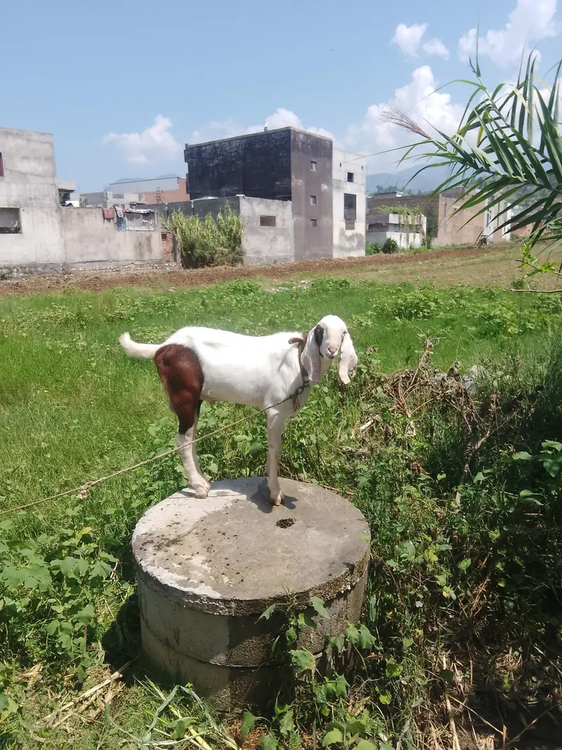 Desi Bakra for Sale — photo 2