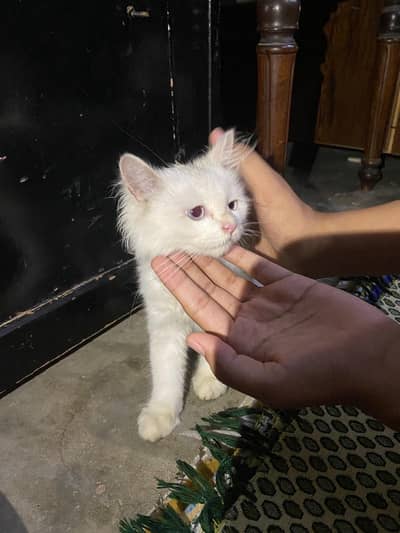 kittens for sale white female black male