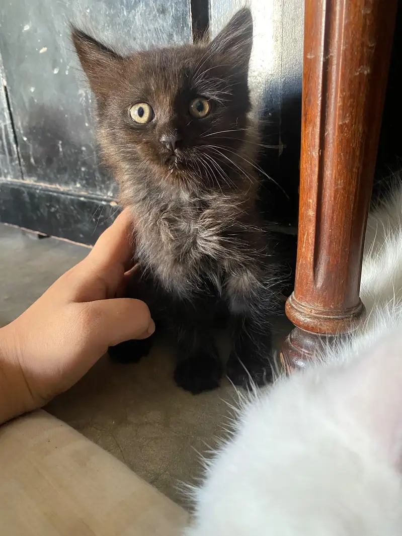 kittens for sale white female black male — photo 2