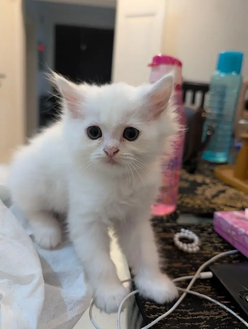 kittens for sale white female black male — photo 3