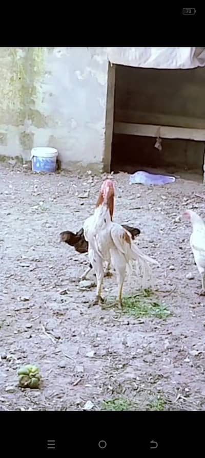 Parrt Beak check hai jis bhai ko Kya hai