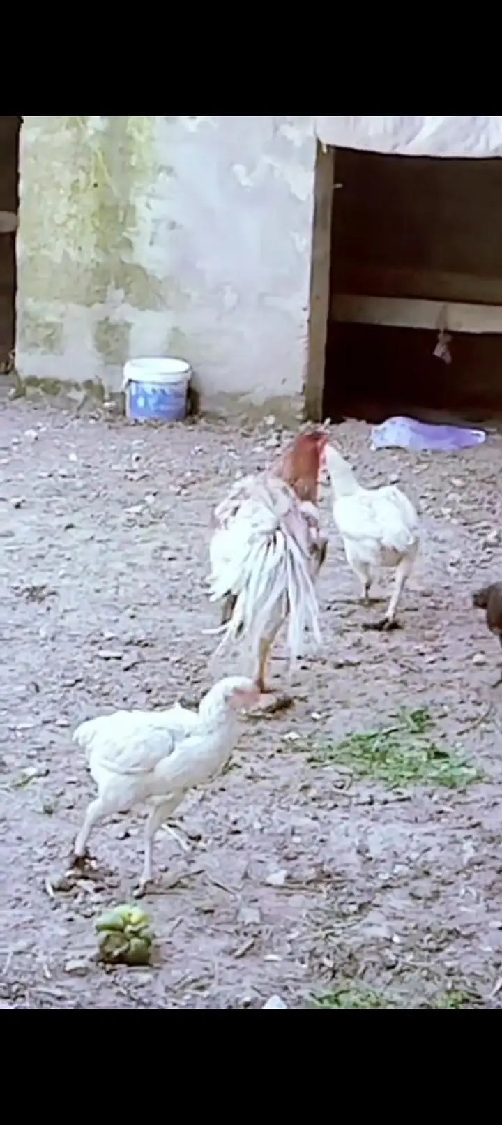 Parrt Beak check hai jis bhai ko Kya hai — photo 2