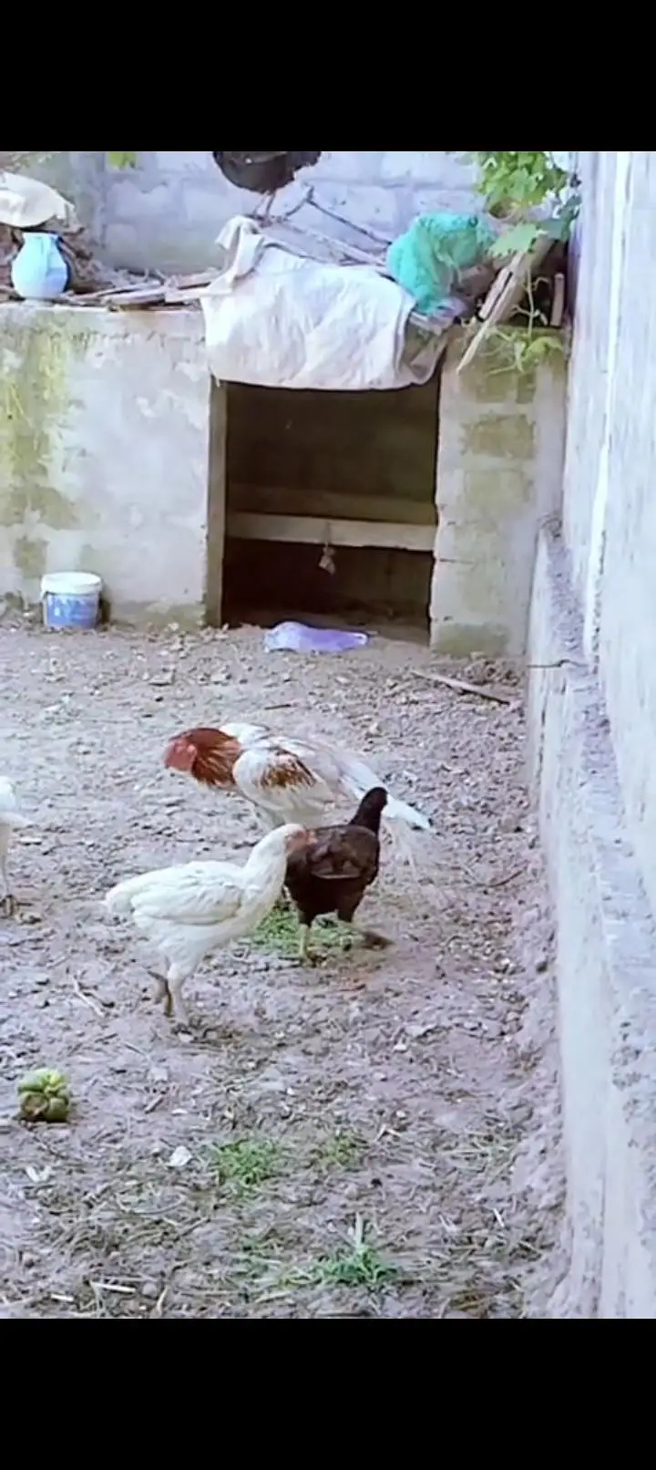 Parrt Beak check hai jis bhai ko Kya hai — photo 3