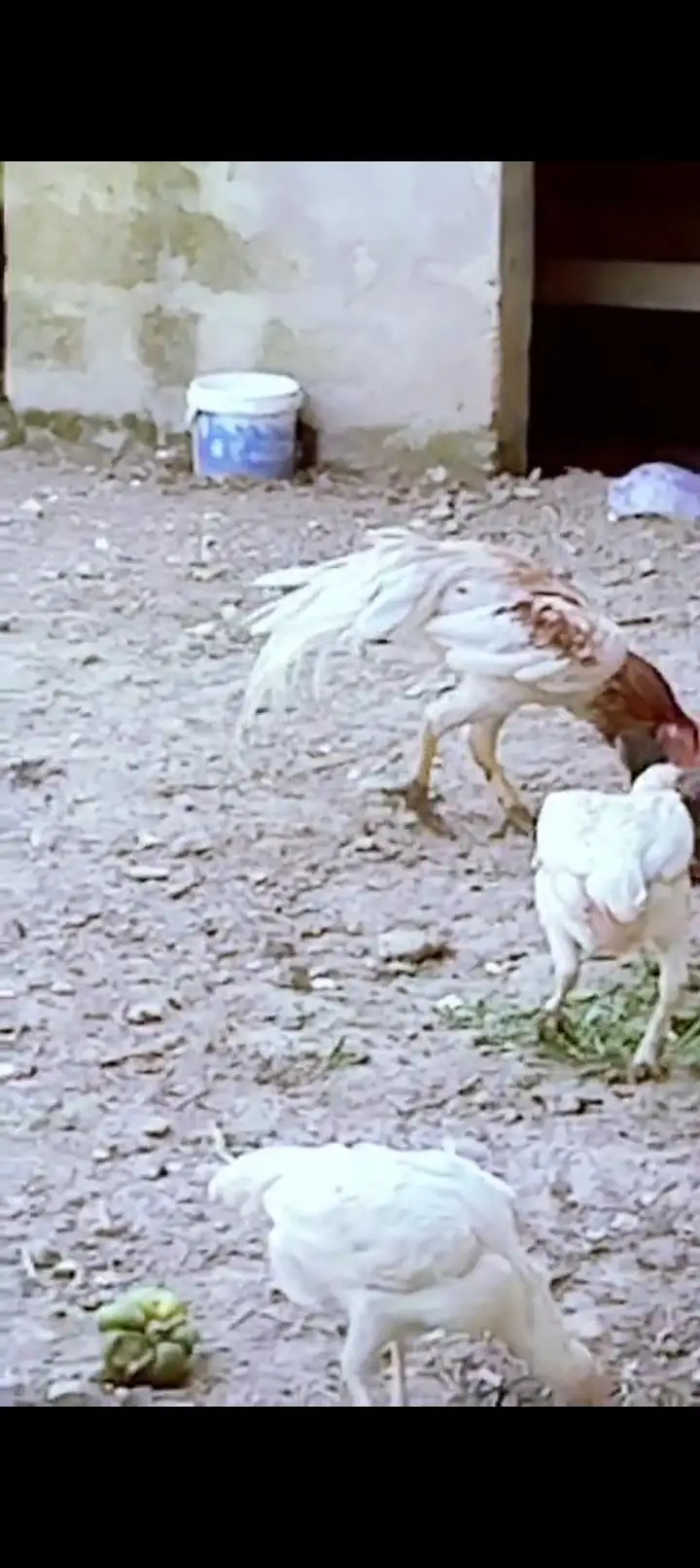 Parrt Beak check hai jis bhai ko Kya hai — photo 4