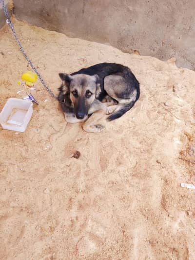 German shepherd for