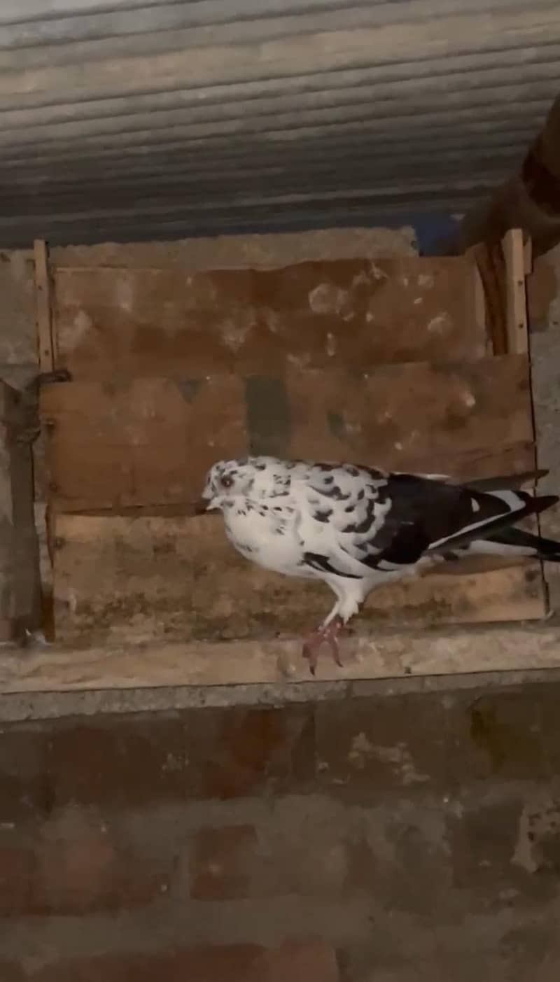 Fancy Pigeons Available 2