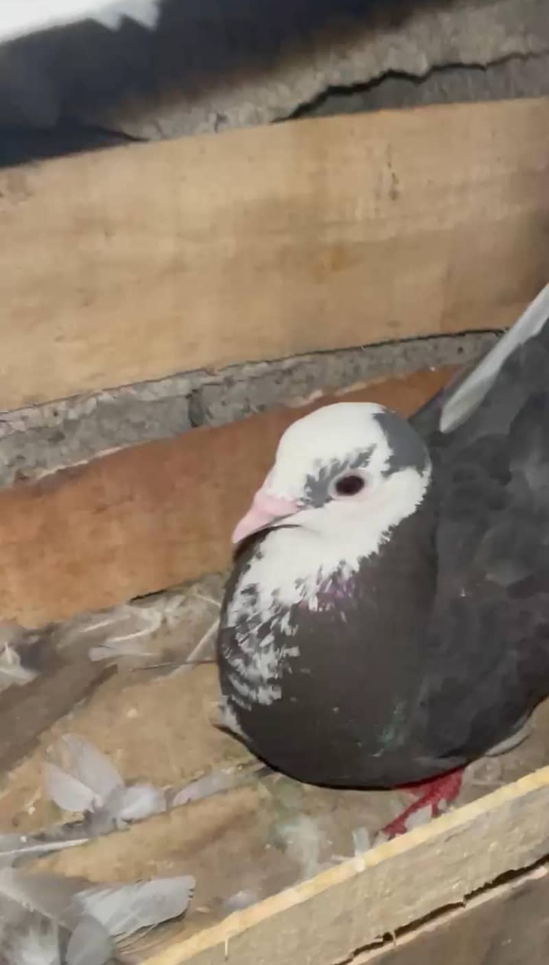 Fancy Pigeons Available 3