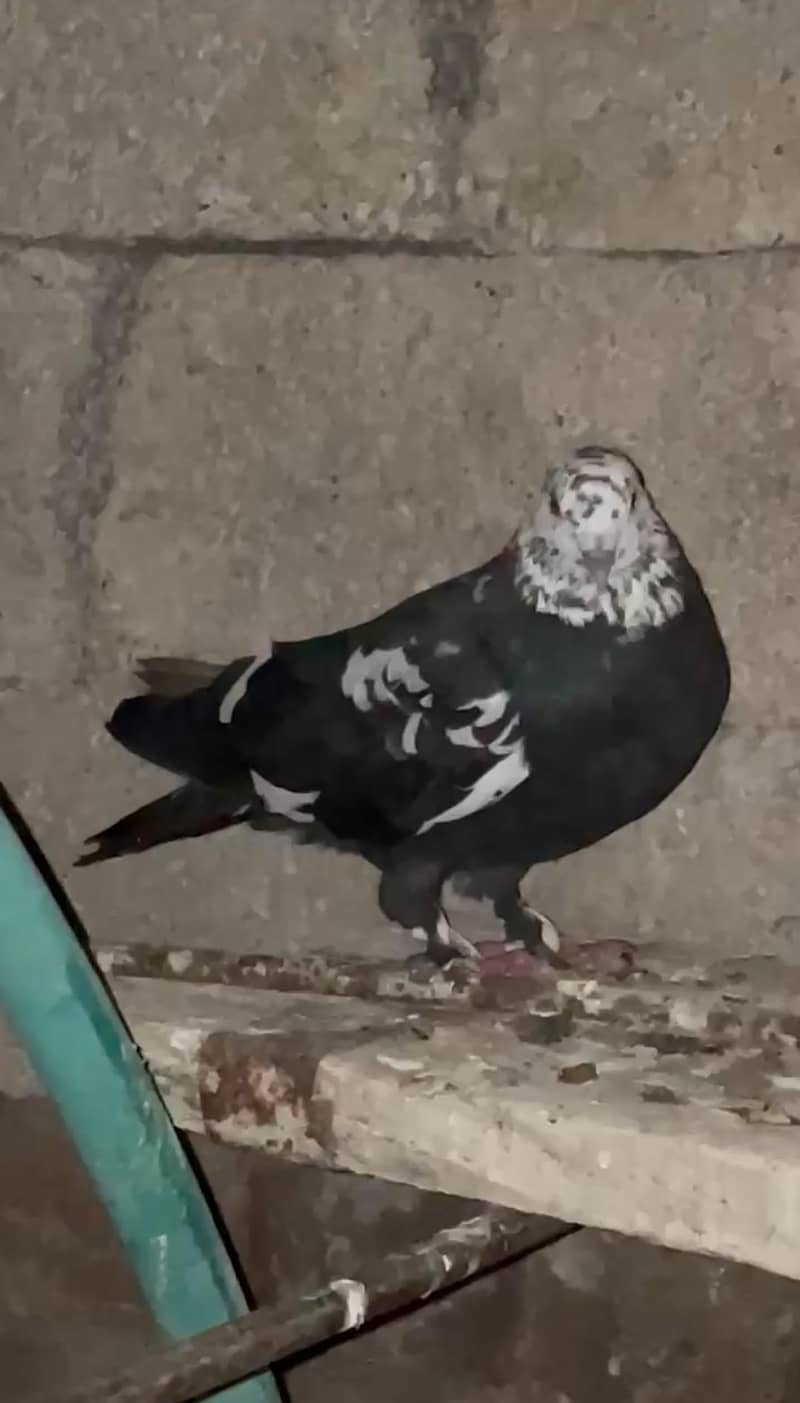 Fancy Pigeons Available 4