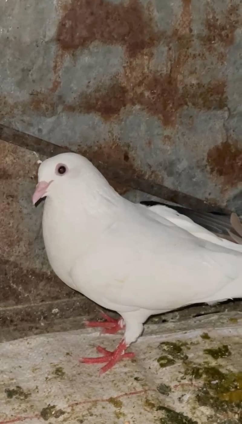 Fancy Pigeons Available 5