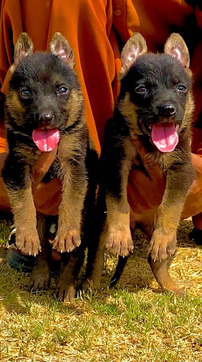 German Shepherd | Puppies | Dog | German Shepherd Pup | Double Coat