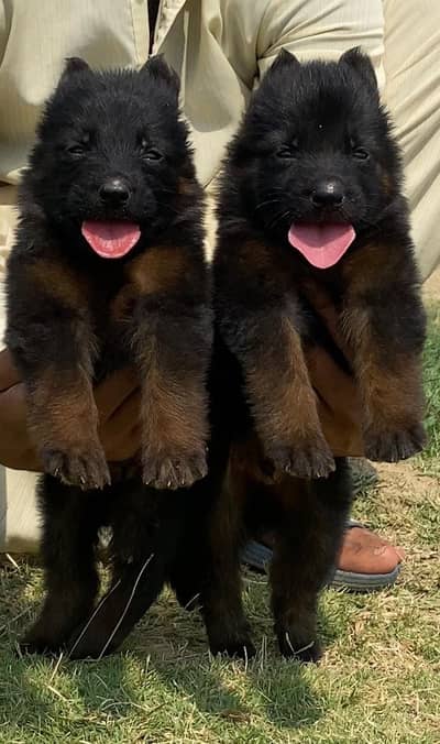 German Shepherd | Puppies | Dog | German Shepherd Pup | Double Coat
