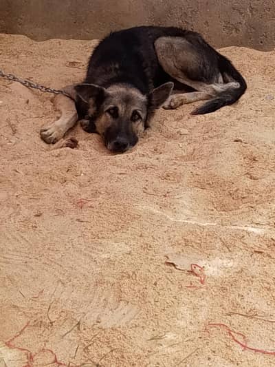 German shepherd for