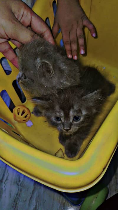 persian gray