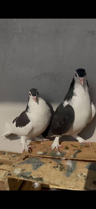 Sherazi pair