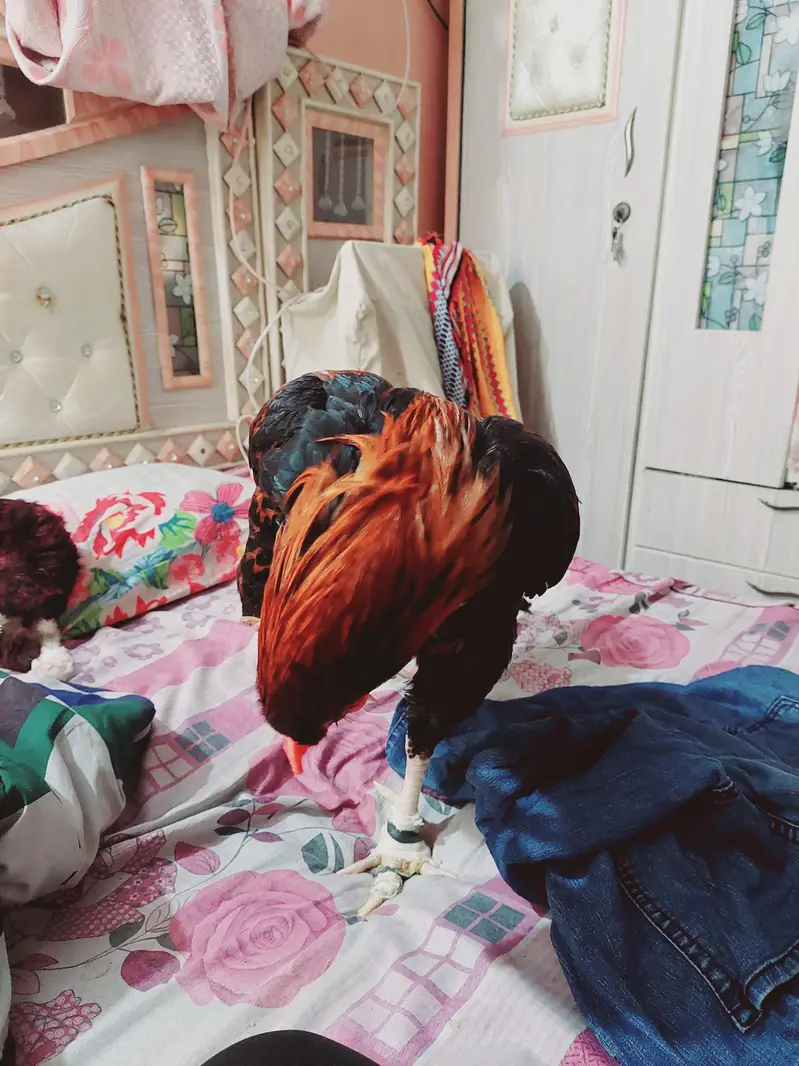 aseel murga — photo 2