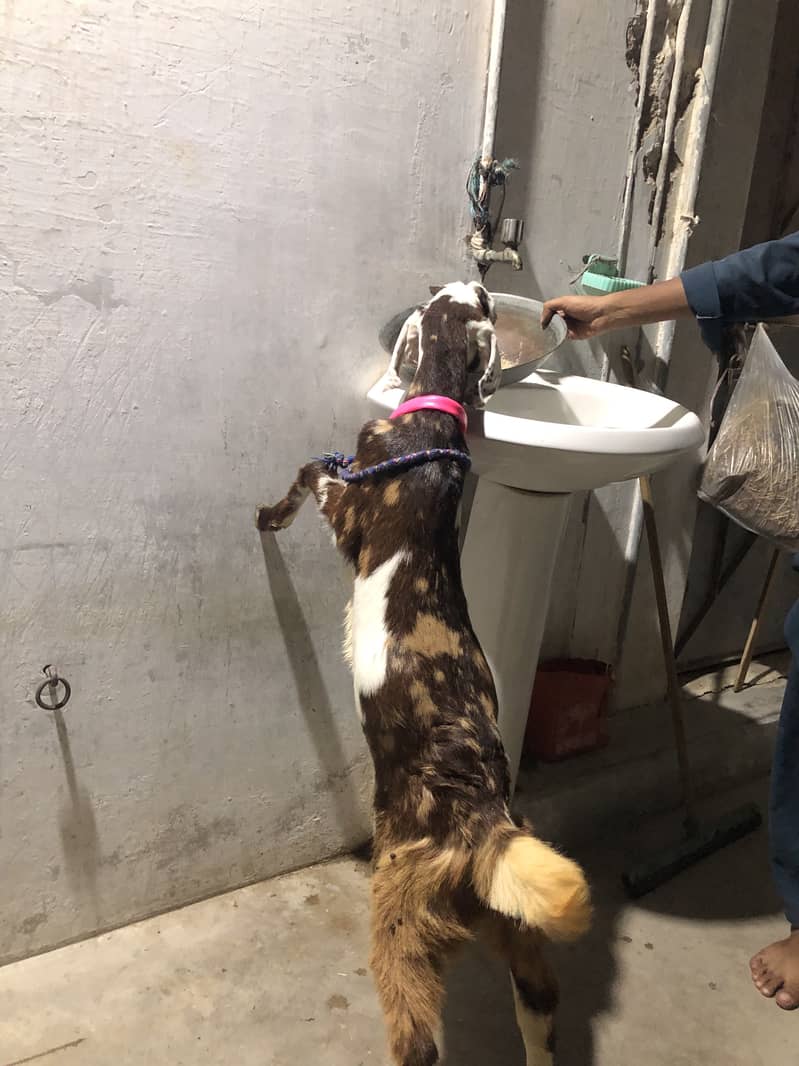 Goats 1