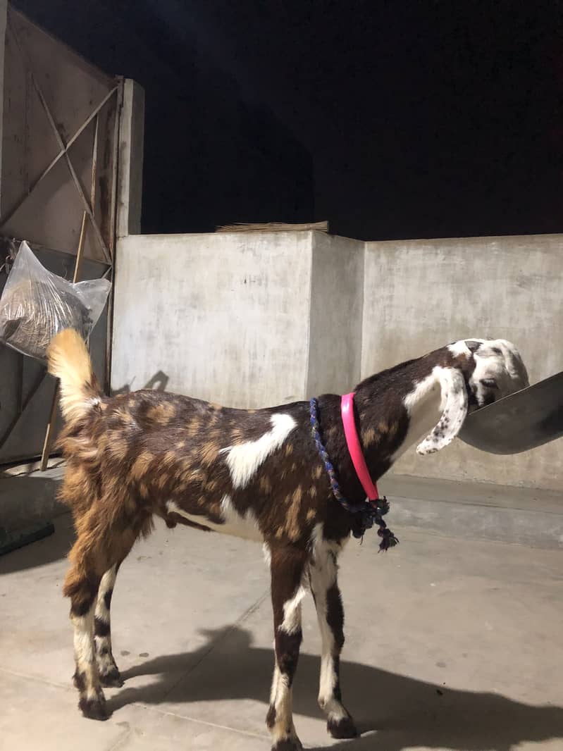 Goats 2