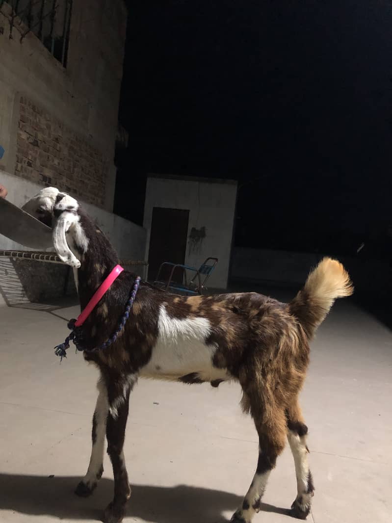 Goats 3