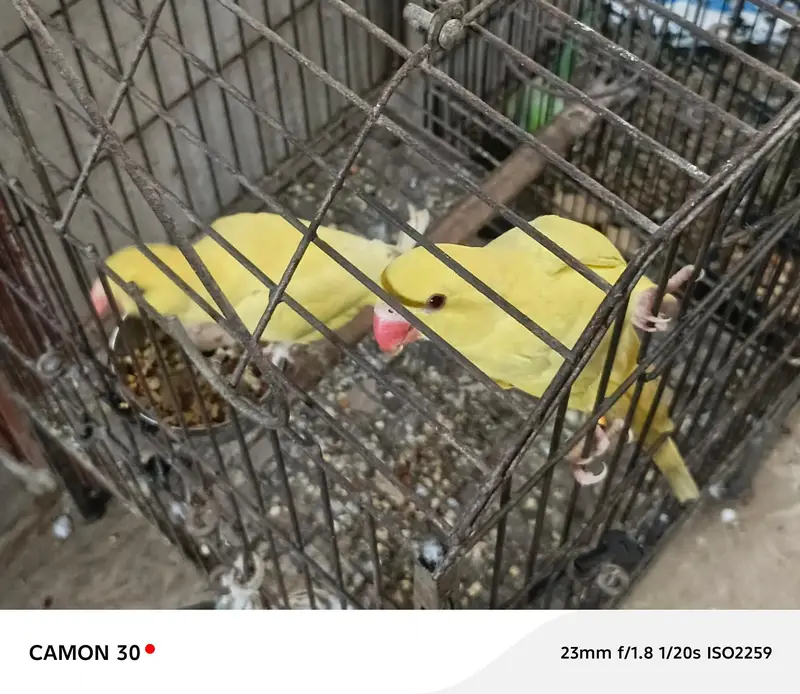 Rare Ringneck Pair for Sale – Cremo Male & Yellow  Female — photo 6