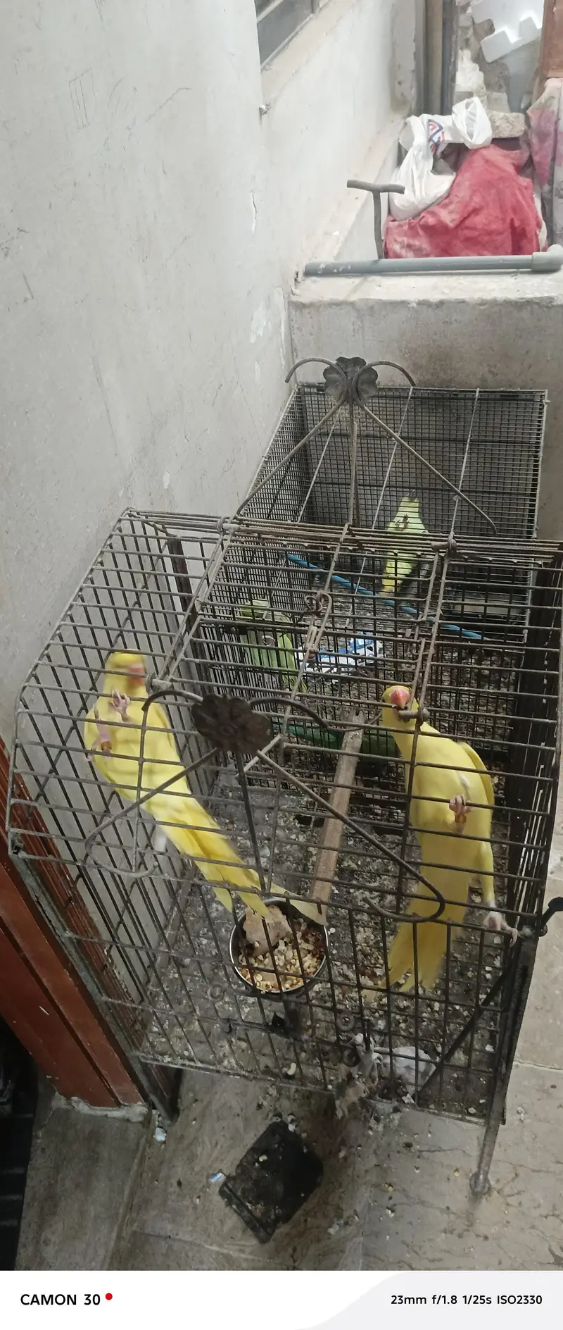 Rare Ringneck Pair for Sale – Cremo Male & Yellow  Female — photo 7