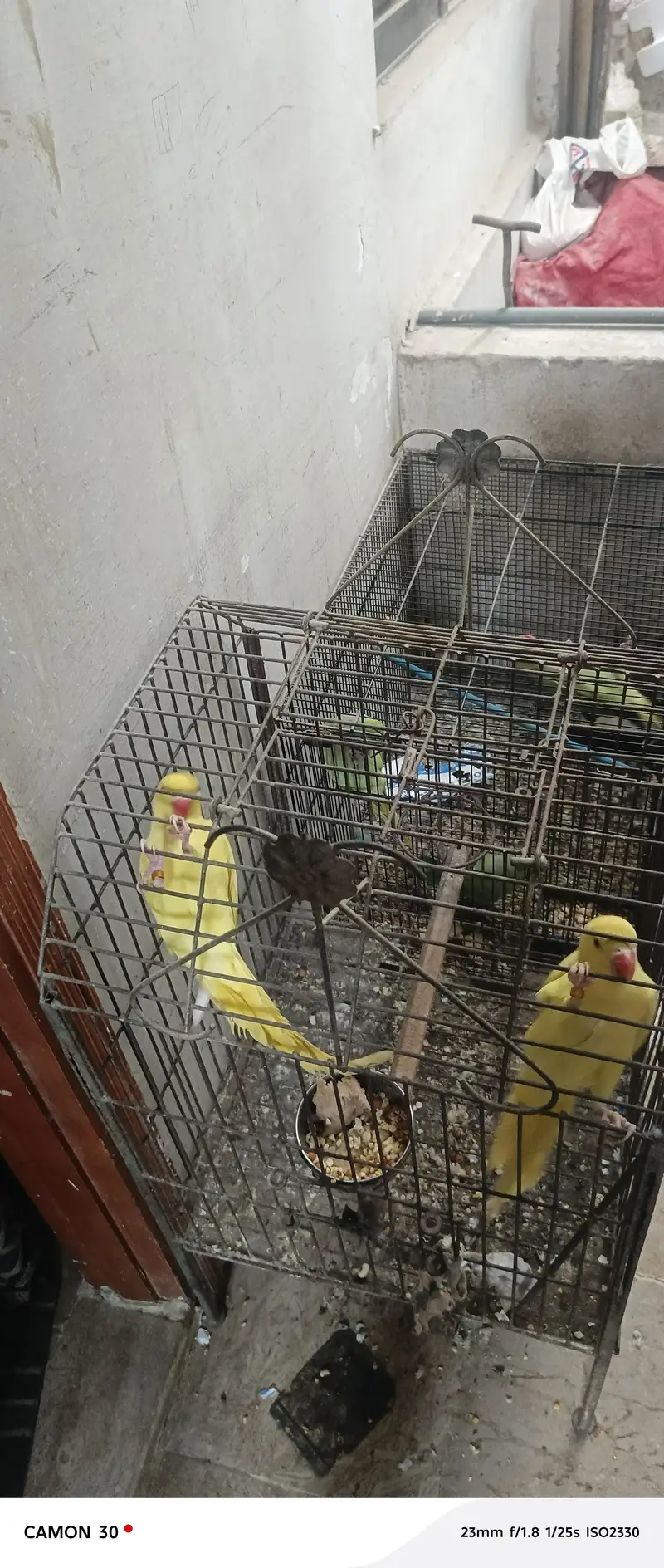 Rare Ringneck Pair for Sale – Cremo Male & Yellow  Female — photo 8