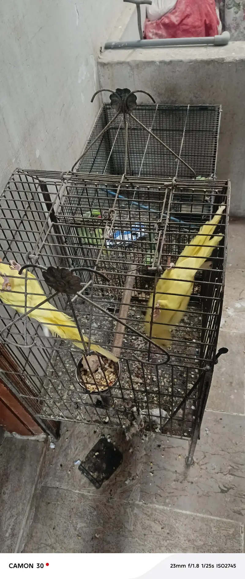 Rare Ringneck Pair for Sale – Cremo Male & Yellow  Female — photo 9