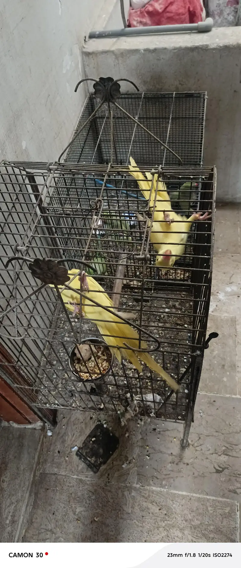 Rare Ringneck Pair for Sale – Cremo Male & Yellow  Female — photo 10
