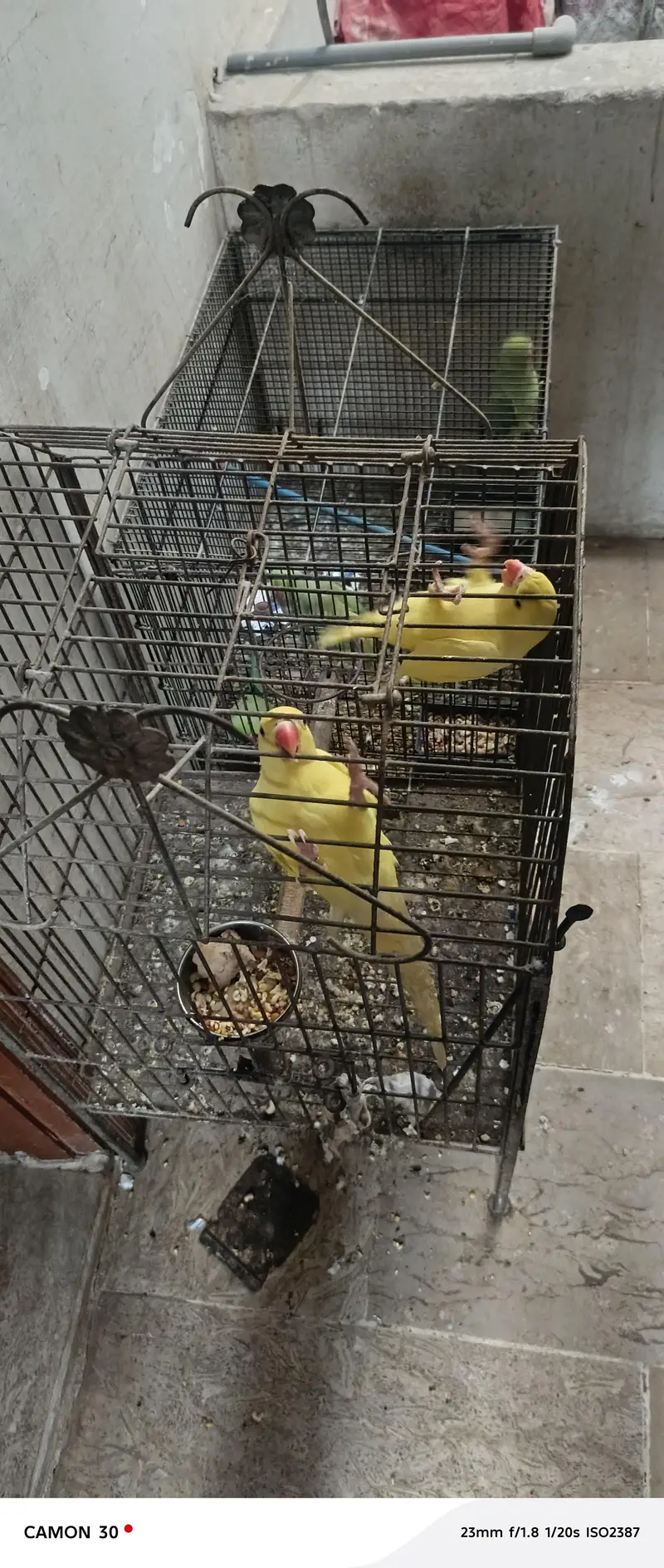Rare Ringneck Pair for Sale – Cremo Male & Yellow  Female — photo 11