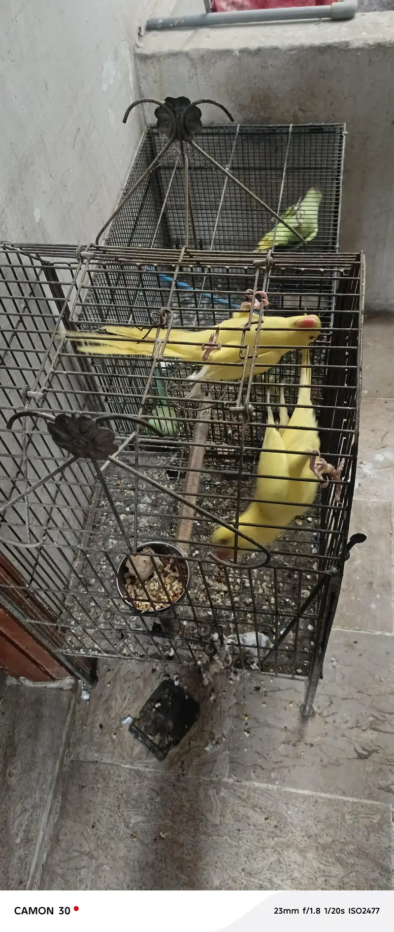 Rare Ringneck Pair for Sale – Cremo Male & Yellow  Female — photo 12