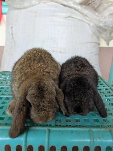 Holland lop bunys