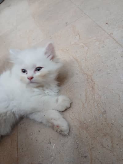 3 kittens pair 1 Male and 2 Female | 2months old | persian kittens