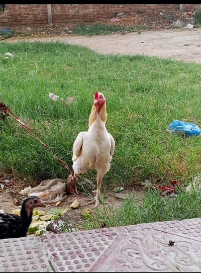 Aseel Heera Murga