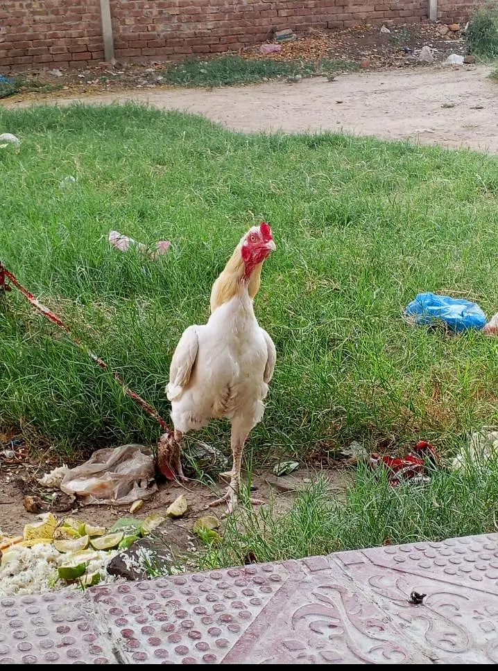Aseel Heera Murga — photo 6