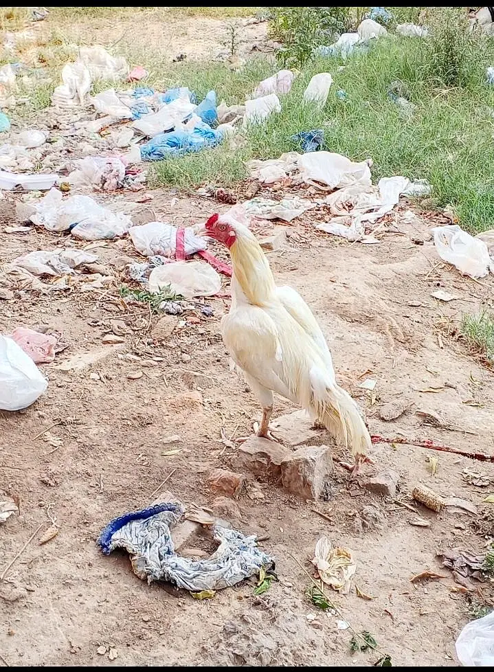 Aseel Heera Murga — photo 7