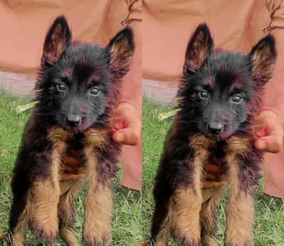 German Shepherd female long coat for sale