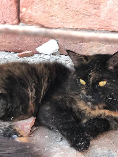 cat for sale