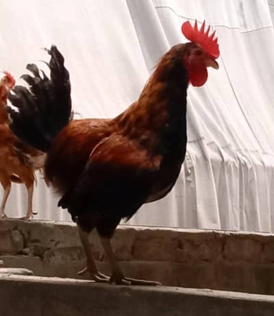 Teady male