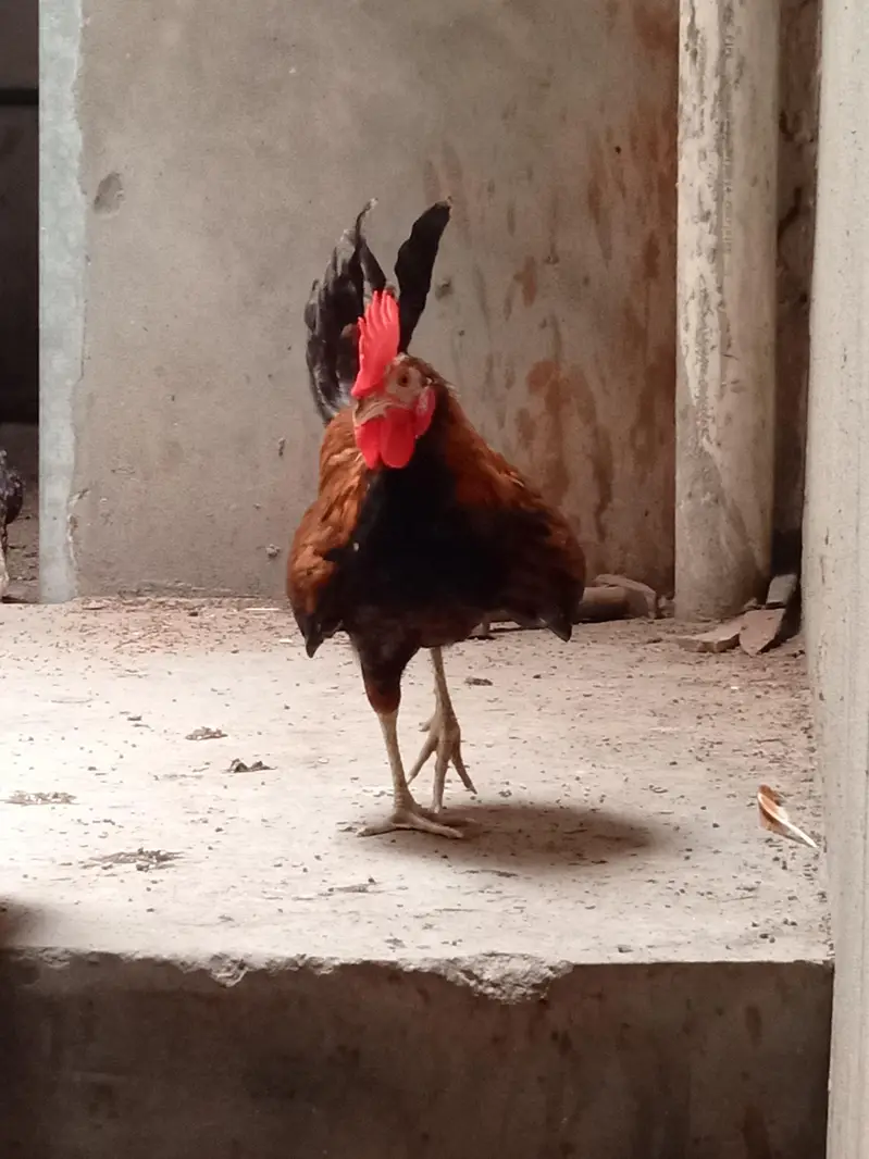 Teady male — photo 2