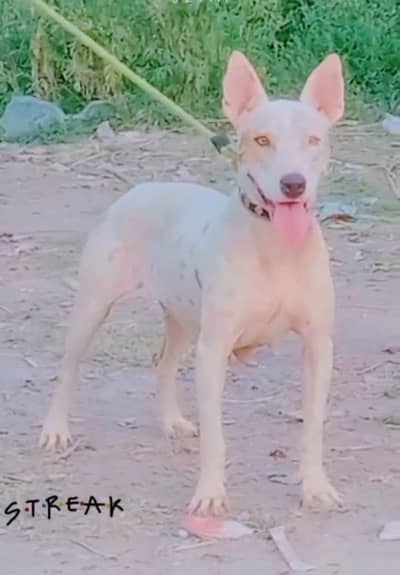 pure kuhati gultair breeder female dubble body