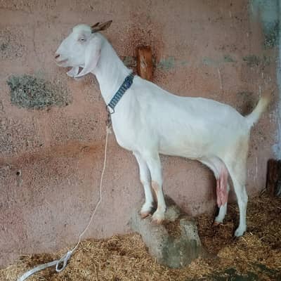 tapri bakri non pregnant