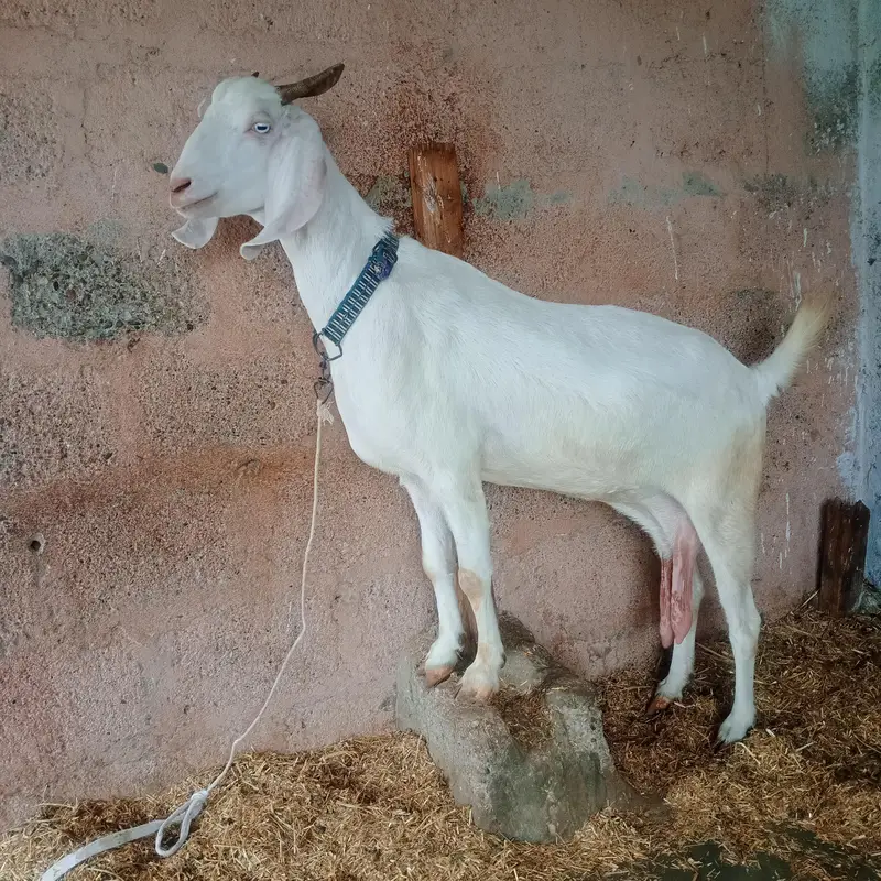 tapri bakri non pregnant — photo 2