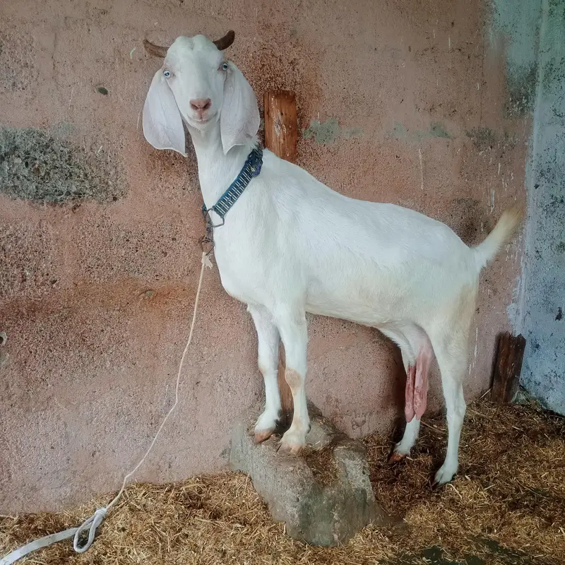 tapri bakri non pregnant — photo 3