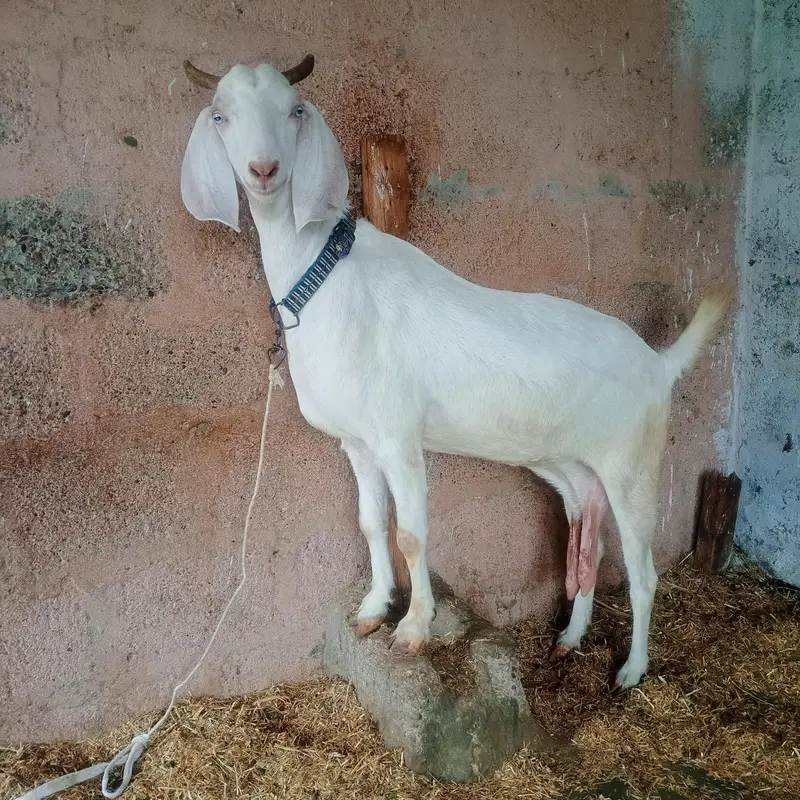 tapri bakri non pregnant — photo 4