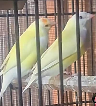 Yellow Gouldian Females spilt Blue