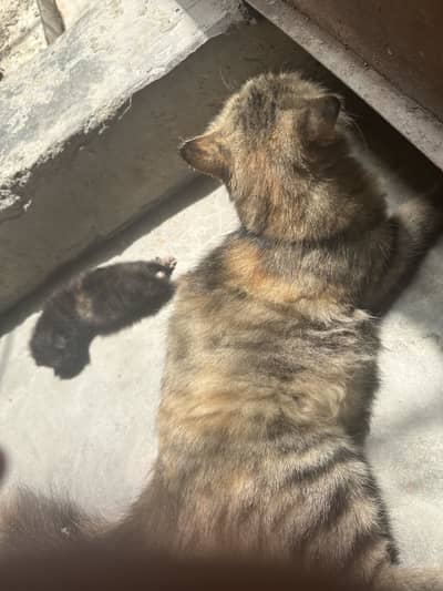 Pesian cat with kittens