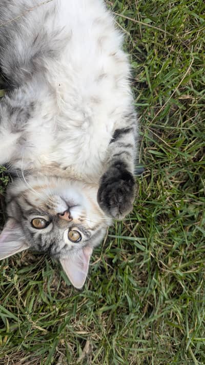 Silver tabby Caine monie